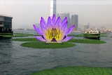 Water Lily Invasion