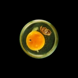 Vanitas in a Petri Dish